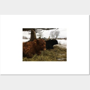 Scottish Highland Cattle Cow and Bull 2286 Posters and Art